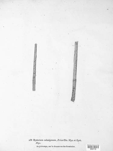 Lophodermium culmigenum image